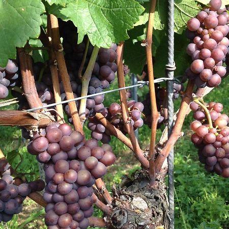 Appartamento Ferien- Und Winzerhof Simon Friburgo in Brisgovia Esterno foto