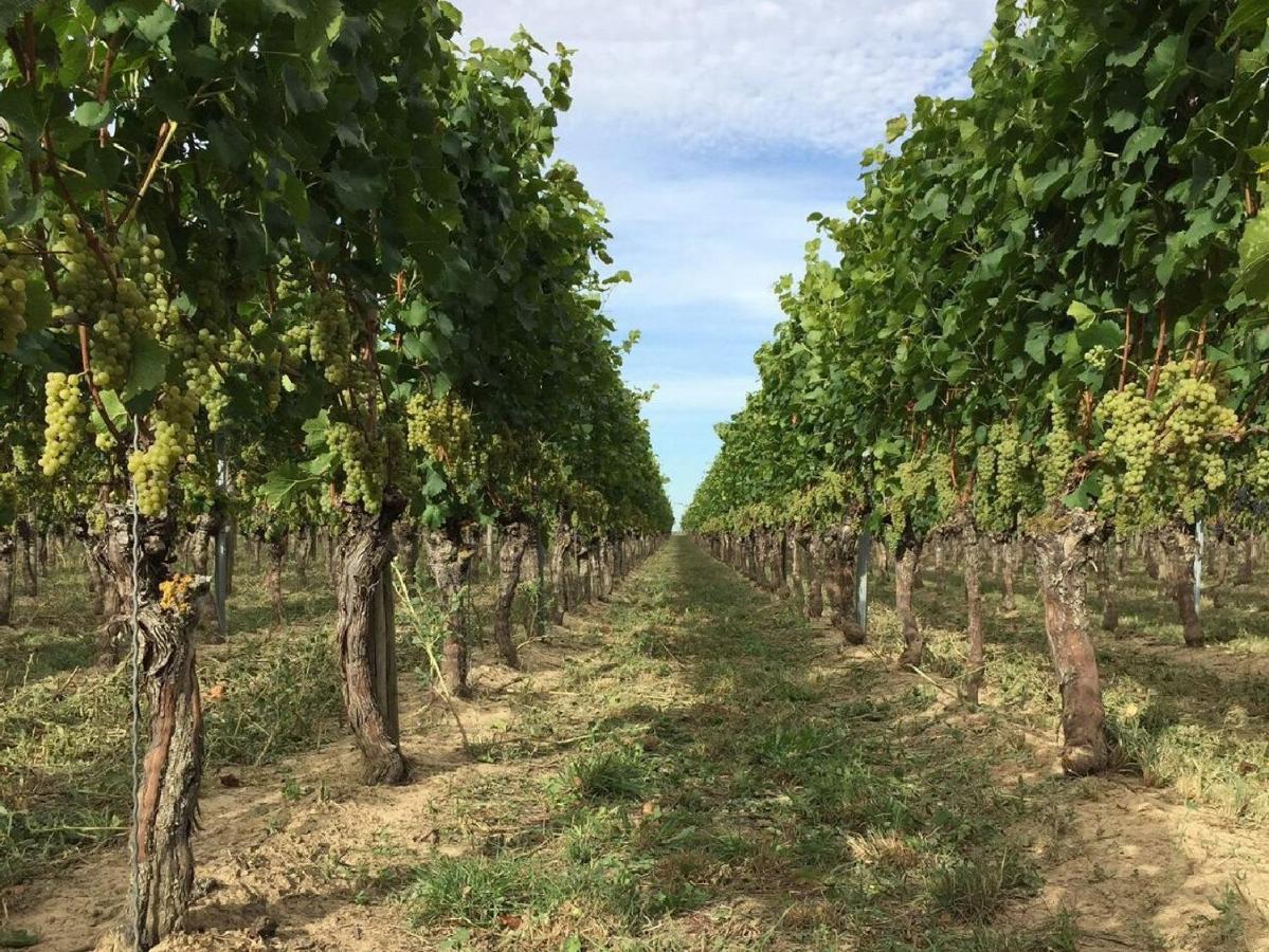 Appartamento Ferien- Und Winzerhof Simon Friburgo in Brisgovia Esterno foto