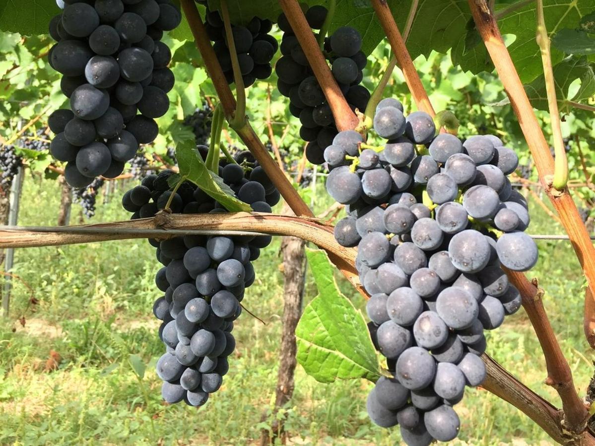 Appartamento Ferien- Und Winzerhof Simon Friburgo in Brisgovia Esterno foto