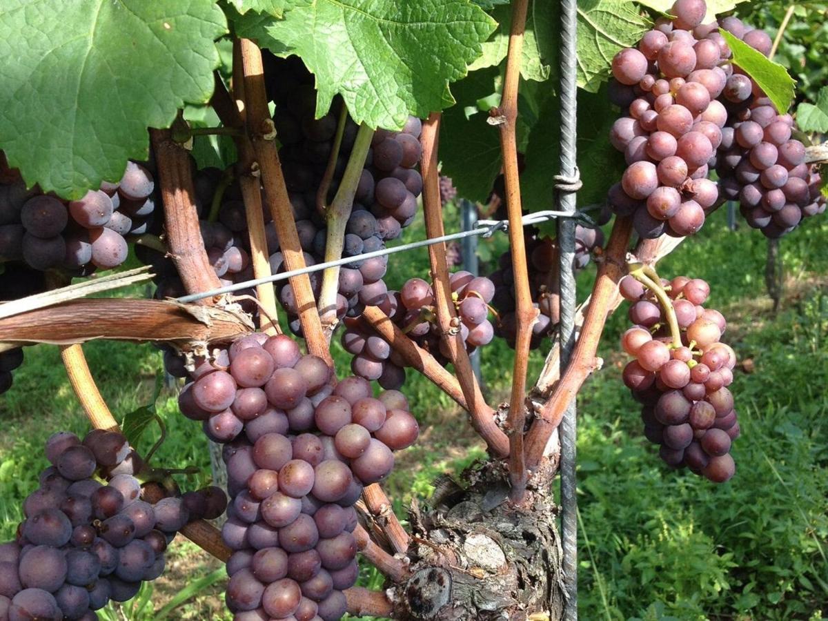 Appartamento Ferien- Und Winzerhof Simon Friburgo in Brisgovia Esterno foto