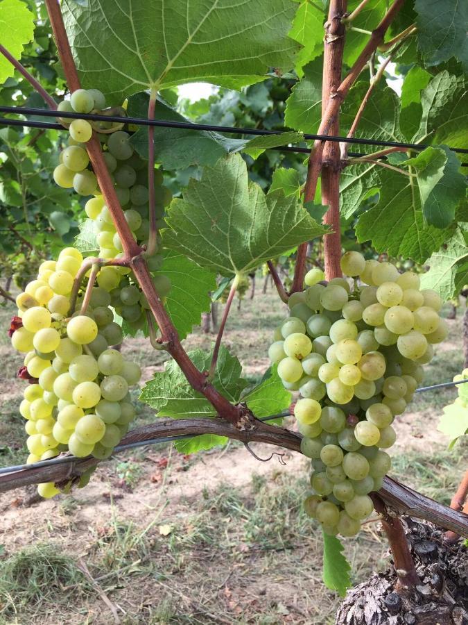 Appartamento Ferien- Und Winzerhof Simon Friburgo in Brisgovia Esterno foto